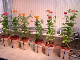 Tentunya jenis tanaman hias ini, sangat cocok cara menanam bunga matahari dapat dilakukan oleh siapa saja, tak terkecuali anda. Cara Menanam Tanaman Hias Dengan Cara Hidroponik Bibitbunga Com