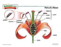 Science A Z Science Diagrams Visual Teaching Tools