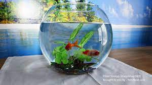 Having a top on your bowl reduces water loss due to evaporation and reduces the amount of debris that collects in the water from the environment. How To Take Care Of Goldfish Pets Next