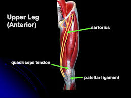 We look at the associated symptoms and treatment options. Hip Lower Limb Muscles Ppt Video Online Download