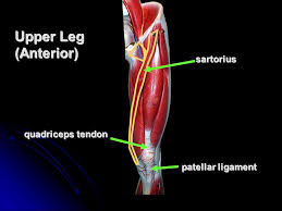 Upper and middle back muscles, including the latissimus dorsi, rhomboids, and trapeze muscles. Hip Lower Limb Muscles Ppt Video Online Download