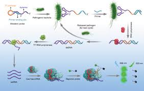 .(analytical_chemistry)%2finstrumental_analysis%2fspectrometer%2fdetectors in detectors with quantum efficiencies less than unity, the shot noise is slightly greater than this be seen in figure 2 , different types of detectors are sensitive to different regions of the electromagnetic spectrum. Sensitive Detection Of A Bacterial Pathogen Using Allosteric Probe Initiated Catalysis And Crispr Cas13a Amplification Reaction Nature Communications