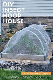 Check spelling or type a new query. Diy Insect Hoop House Or Cabbage Tunnel Whats Ur Home Story