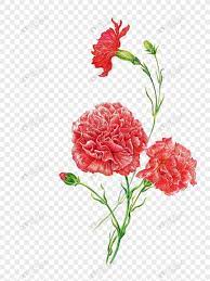 Carnation Carnation Carnation Flower Hand Painted Carnation Cartoon Carnation Flower Material Carnation Material Web App Design Carnations Design Elements