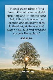 No one can foretell the details in a day, we can only. 24 Bible Verses About Hope Bible Verses About Not Giving Up