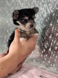 Stop by petland to find your dream puppy today! Mila Tiny Teacup Morkie Puppy Tiny Paws