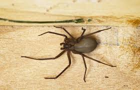 Learn more about what they are, the risks, and how they can impact your health. Wolf Spider Bite Symptoms Treatment And Prevention