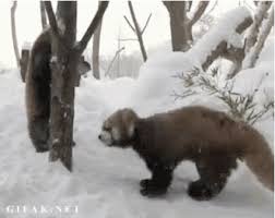 This Little Sneak Funny Animal Videos Funny Animals Animals