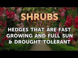 This collection of sun loving plants will thrive in full sun, meaning the plant should receive unfiltered sunlight for at least six hours a day. Hedges That Are Fast Growing And Full Sun Drought Tolerant Youtube
