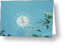 Image result for Pavetta sp. I