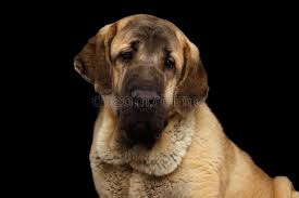 Mastiff dog breed info & pictures. 13 792 Mastiff Dog Photos Free Royalty Free Stock Photos From Dreamstime