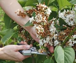 So Schneiden Sie Flieder Richtig Flieder Schneiden Flieder Fliederbaum