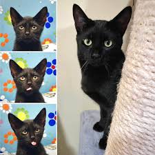 Exploits Valley SPCA Adoptables