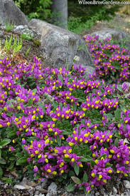 Image result for Polygala gazensis