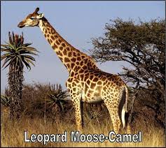 He tells them that he'll be back in a week, and warns them that his plane won't be able to what's more believable a horse with a horn or a leopard moose camel with a 40 foot neck? The Leopard Moose Camel 9gag