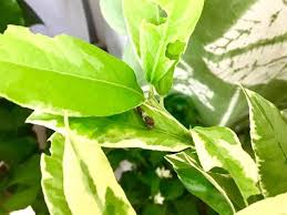 レモンの木につく虫の害虫駆除 虫除けは春にする 白い虫やレモンの葉っぱを食べる虫とその対策とは