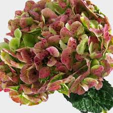 We ship on mondays and tuesdays using ups. Hydrangea Green Antique Flower Wholesale Blooms By The Box
