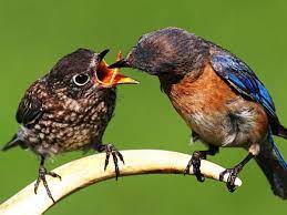 Seeing baby birds on their own is perfectly normal, so there's no need to be worried. How To Feed A Baby Bird Howcast