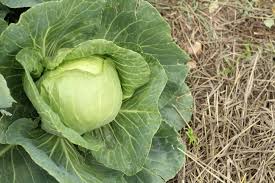 Aside from giving your plants a head start for spring by planting them in the fall, you can also add a splash of vibrant color to your garden by. 21 Vegetables For The Fall Garden