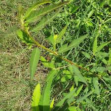 Image result for Aeschynomene mimosifolia