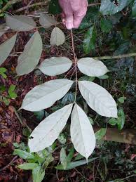 Image result for Anthonotha