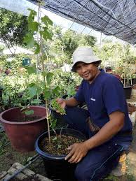 Saat pohon anggur yang di tanam pada pot sudah setinggi 30 cm, maka pindahkanlah pada lahan terbuka, misalnya lahan pekarangan. Jom Tanam Anggur Dalam Pasu 4 6 Adam Hawa Garden Facebook