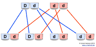 Rhesus System