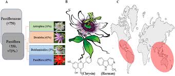 Image result for Passifloraceae