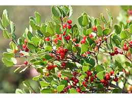 Image result for Rinorea ilicifolia