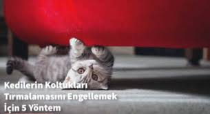 Kedi Tuy Dokumu Engelleme