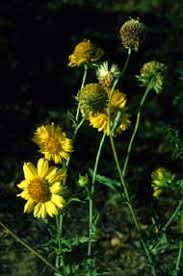 Image result for Vellereophyton dealbatum