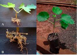 We did not find results for: Scielo Brasil Advances In Propagation Of I Ficus Carica I L Advances In Propagation Of I Ficus Carica I L