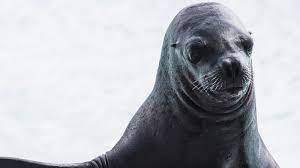 ماذا تعرف عن كائن السيرك المضحك 8 معلومات لا تعرفها عن كلب البحر