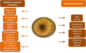 A manual of basic technique and specialized applications. Ijms Free Full Text Spheroids As A Type Of Three Dimensional Cell Cultures Examples Of Methods Of Preparation And The Most Important Application
