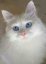 Esmesaydi Adli Kullanicinin Canlar Panosundaki Pin Cute Kittens Kediler Ve Yavrulari Ve Guzel Kediler