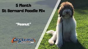 It is a giant crossbreed that exhibits the size of a st. St Bernard Poodle Mix Dog Training Youtube