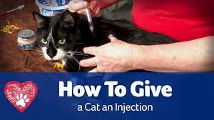 As soon as she starts to eat the food, gently pinch her skin where you will be giving the injection. How To Give A Cat An Injection Youtube