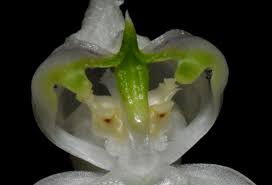 Image result for Disperis reichenbachiana