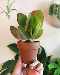The plant is also known as red pancake because the leaves. Flapjack Paddle Plant Kalanchoe Thyrsiflora