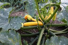 Check spelling or type a new query. July 2020 Summer Unfolds With More Sowings Interplanting Weeds To Hoe Or Pull Seeds To Save Potato Harvests And Beware Pyralids Charles Dowding