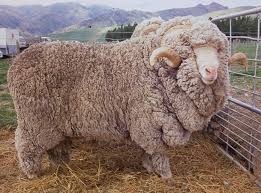 Black And White Sheep Breeds Nz Sheep Breeds In New Zealand Sheep Breeds Merino Sheep Sheep
