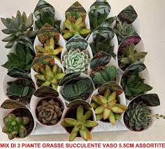 E poi le piante grasse hanno bisogno di poche cure… 01. Mix Di 3 Piante Grasse Succulente Vaso 5 5cm Crassulacee Composizioni Nd Casa E Cucina Ibs
