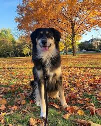 Facts You Need To Know About The Border Collie Golden Retriever Mix Bordercolliehealth