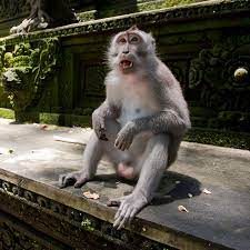 Some Monkeys Use Stone Tools for Pleasure, Study Suggests - The New York  Times