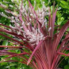 Cordyline Cardinal New Release 2008 A Stunning New Cordyline With Long Wide Foliage Of Deepest Red Fantastic Arch Plants Garden Inspiration Flower Garden