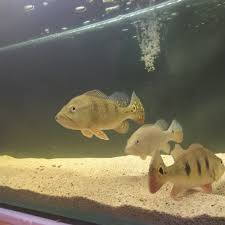 Ikan gabus adalah sejenis ikan predator yang hidup di air tawar. Jual Ikan Hias Air Tawar Predator Mono Xhingu Kelberi Kota Tangerang Predator99 Tokopedia
