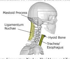 A median ligament of the back of the neck that is rudimentary in man but highly developed and. Figure 20 From 3d Finite Element Modeling Of Cervical Musculature And Its Effect On Neck Injury Prevention Semantic Scholar
