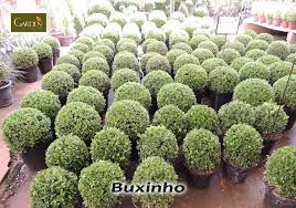 Image Result For Garden Center Morumbi Image Result For Garden Center Morumbi Image Result For Garden Center Morumbi Imag Family Garden Garden Center Garden