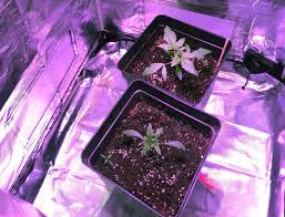 How To Set Up Your Led Grow Light