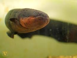 However, the america eel is not an anadromous species. Electric Eel National Geographic